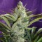 Türkiye'de kargo ile eve teslim kenevir tohumu Black Widow feminised Ganja Seeds