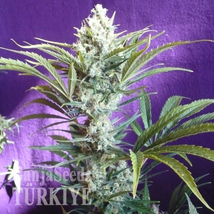 Black Widow feminised Ganja Seeds