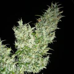 Black Widow feminised Ganja Seeds