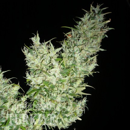 Black Widow feminised Ganja Seeds