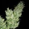 Türkiye'de kenevir tohumu Black Widow feminised Ganja Seeds