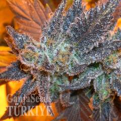 Auto Purple feminised Ganja Seeds