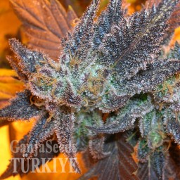 Auto Purple feminised Ganja Seeds