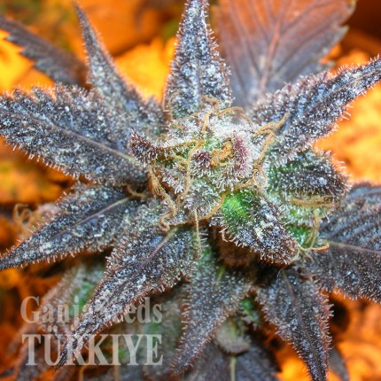 Auto Purple feminised Ganja Seeds