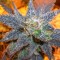 Auto Purple feminised Ganja Seeds