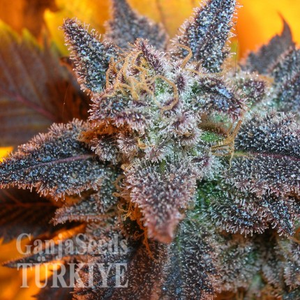 Auto Purple feminised Ganja Seeds