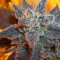 Auto Purple feminised Ganja Seeds