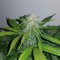 Türkiye'de online kenevir tohumu Auto Lemon Haze feminised Ganja Seeds