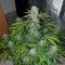 Auto Lemon Haze feminised Ganja Seeds Orijinal ambalajda kenevir tohumları
