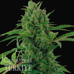 Auto Pineapple Express feminised Ganja Seeds