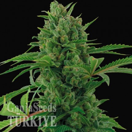 Auto Pineapple Express feminised Ganja Seeds Auto Pineapple Express feminised Ganja Seeds