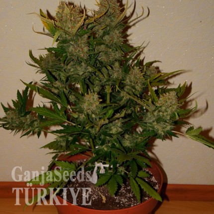 Auto Pineapple Express feminised Ganja Seeds Auto Pineapple Express feminised Ganja Seeds