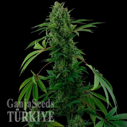 Auto Pineapple Express feminised Ganja Seeds Auto Pineapple Express feminised Ganja Seeds