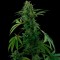 Auto Pineapple Express feminised Ganja Seeds