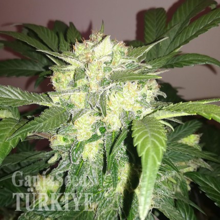 Auto Blue Diesel feminised Ganja Seeds