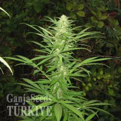 Auto Maria feminised Ganja Seeds