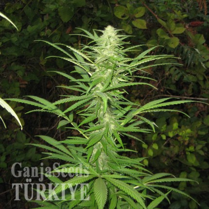 Auto Maria feminised Ganja Seeds