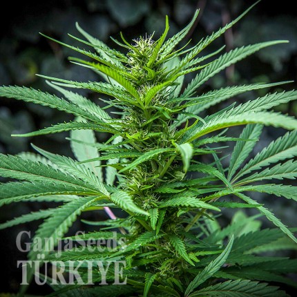 Auto Maria feminised Ganja Seeds