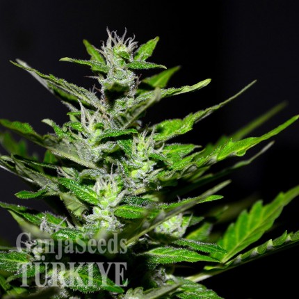Auto Maria feminised Ganja Seeds