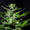 Auto Maria feminised Ganja Seeds Otoçiçeklenen kenevir tohumları