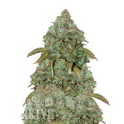 Auto Maxi GoM feminised Ganja Seeds
