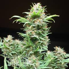 Wembley feminised Ganja Seeds
