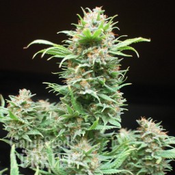 Wembley feminised Ganja Seeds