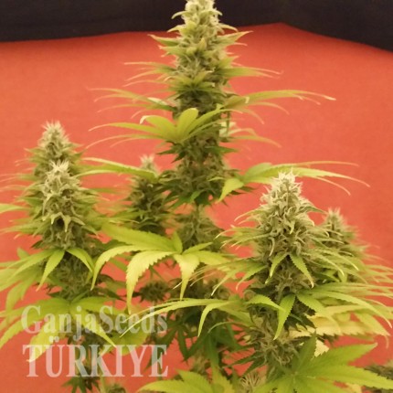 Denizli’de Auto AK x Somango feminised Ganja Seeds kenevir tohumu Auto AK x Somango feminised Ganja Seeds