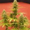 Denizli’de  Auto AK x Somango feminised Ganja Seeds kenevir tohumu