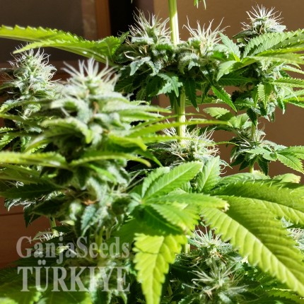 Hatay’da Auto AK x Somango feminised Ganja Seeds kenevir tohumu Auto AK x Somango feminised Ganja Seeds