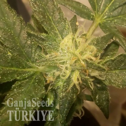 Isparta’da Auto AK x Somango feminised Ganja Seeds kenevir tohumu Auto AK x Somango feminised Ganja Seeds
