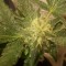 Isparta’da  Auto AK x Somango feminised Ganja Seeds kenevir tohumu