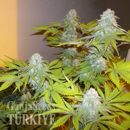 Konya’da Auto AK x Somango feminised Ganja Seeds kenevir tohumu Auto AK x Somango feminised Ganja Seeds