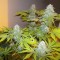 Konya’da Auto AK x Somango feminised Ganja Seeds  kenevir tohumu