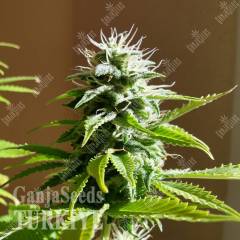 Auto AK x Somango feminised Ganja Seeds