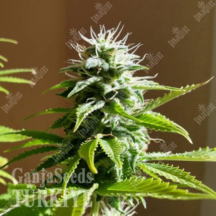 Aydın’da Auto AK x Somango feminised Ganja Seeds kenevir tohumu Auto AK x Somango feminised Ganja Seeds
