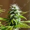Aydın’da  Auto AK x Somango feminised Ganja Seeds kenevir tohumu