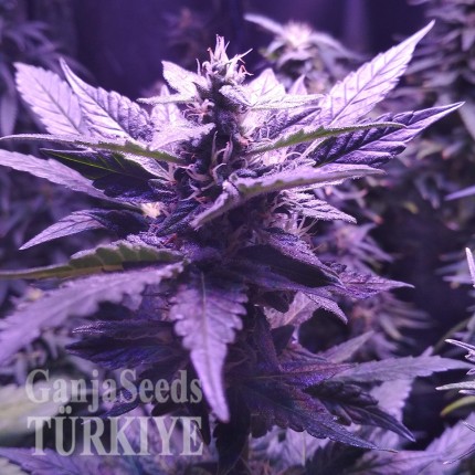 Auto AK 49 feminised Ganja Seeds Online kenevir tohumu Auto AK 49 feminised Ganja Seeds