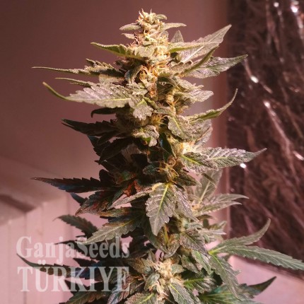 Auto AK 49 feminised Ganja Seeds Eve teslim kenevir tohumları Auto AK 49 feminised Ganja Seeds