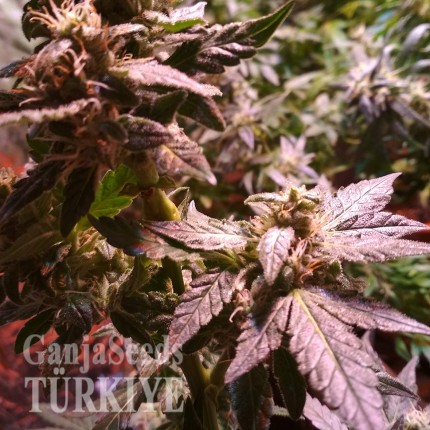 Türkiye'de kenevir tohumu Auto AK 49 feminised Ganja Seeds Auto AK 49 feminised Ganja Seeds