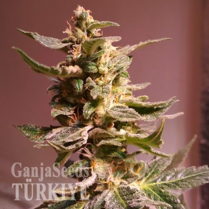 Türkiye'de online kenevir tohumu Auto AK 49 feminised Ganja Seeds Auto AK 49 feminised Ganja Seeds