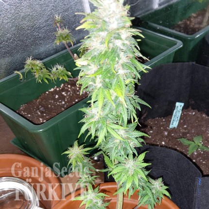 Türkiye'de eve teslim kenevir tohumu Auto AK 49 feminised Ganja Seeds Auto AK 49 feminised Ganja Seeds