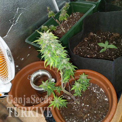 GanjaSeeds internet mağazasından kargo ile Auto AK 49 feminised Ganja Seeds Auto AK 49 feminised Ganja Seeds