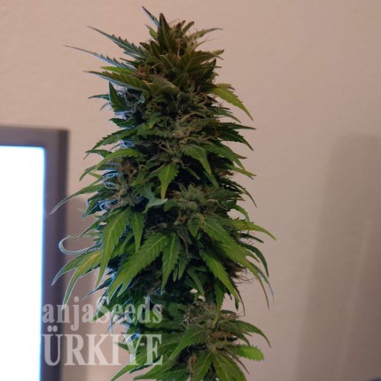 Auto AK 49 feminised Ganja Seeds Ucuz kenevir tohumu fiyatları Auto AK 49 feminised Ganja Seeds