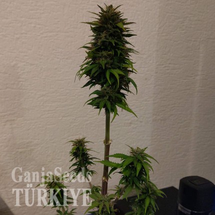 Auto AK 49 feminised Ganja Seeds Yüksek verimli kenevir tohumları Auto AK 49 feminised Ganja Seeds