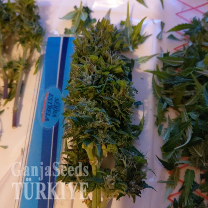 Auto AK 49 feminised Ganja Seeds Kenevir kültürü tohumları Auto AK 49 feminised Ganja Seeds