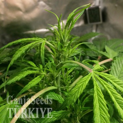 Auto AK 49 feminised Ganja Seeds Orijinal ambalajda kenevir tohumları Auto AK 49 feminised Ganja Seeds