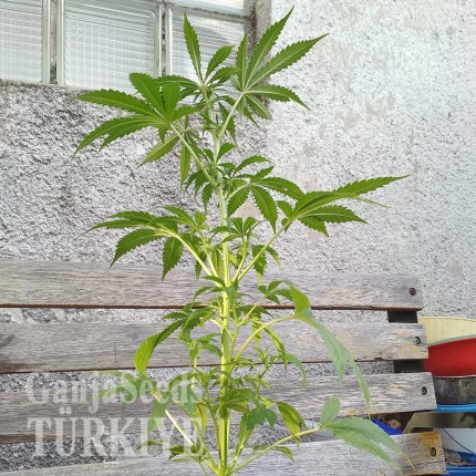 Auto AK 49 feminised Ganja Seeds Güçlü kenevir tohumları Auto AK 49 feminised Ganja Seeds
