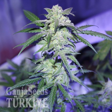 Auto AK 47 feminised Ganja Seeds Elit kenevir çeşidi tohumları Auto AK 47 feminised Ganja Seeds