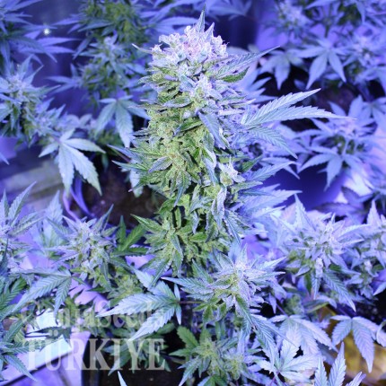 Auto AK 47 feminised Ganja Seeds Otoçiçeklenen kenevir tohumları Auto AK 47 feminised Ganja Seeds